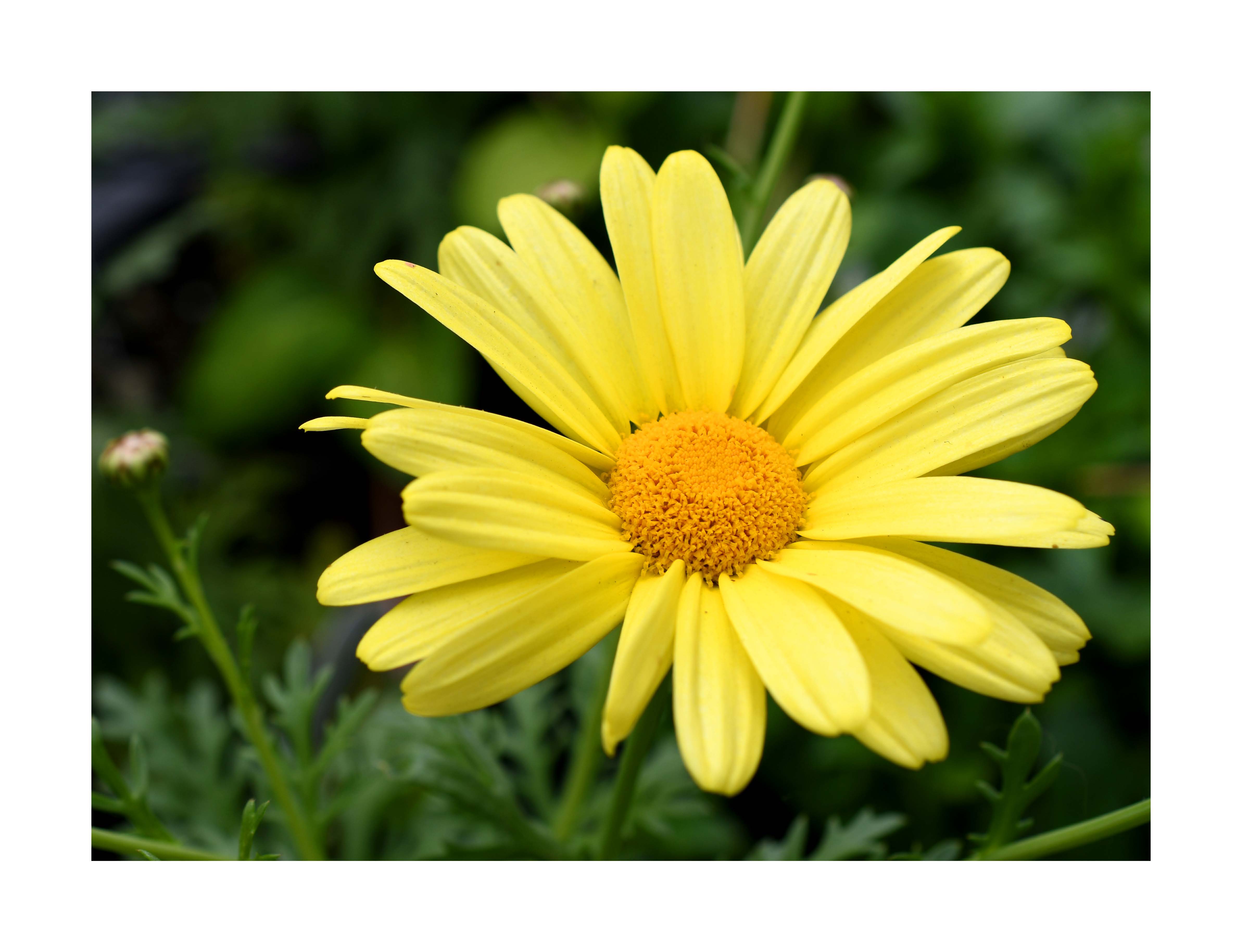 flower8